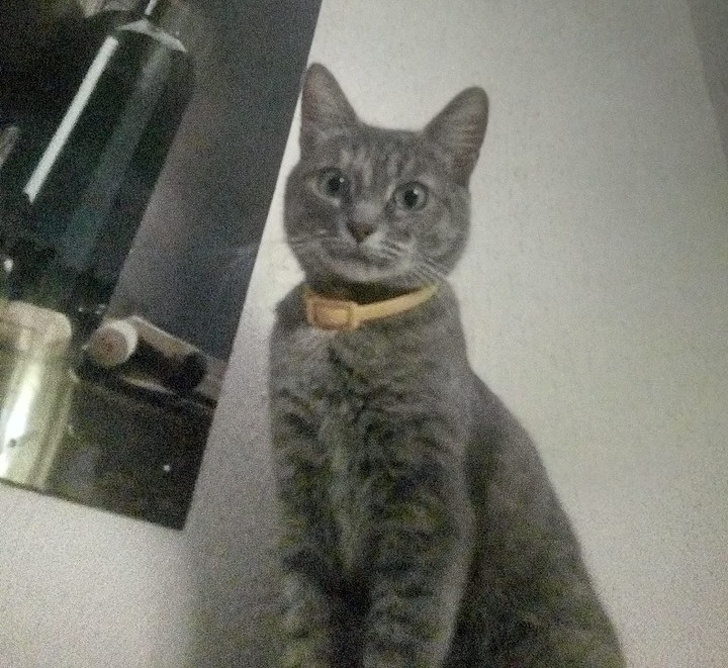 24 історію про справжнє кохання і дружбу людини і тварин