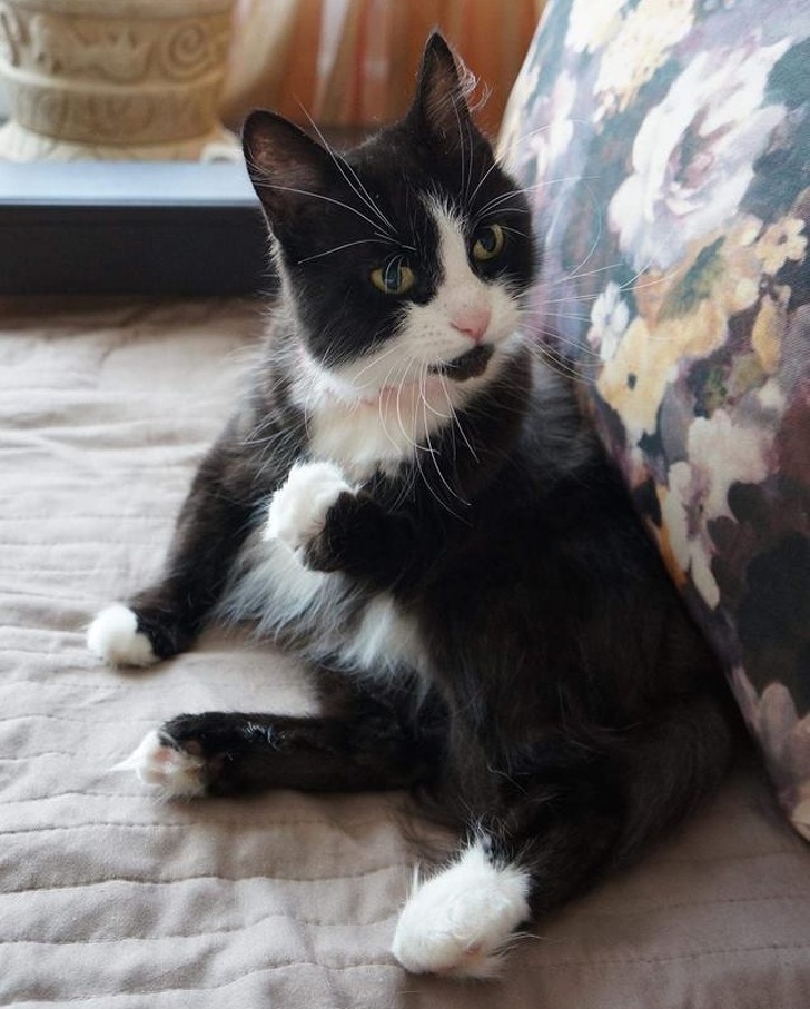 24 історію про справжнє кохання і дружбу людини і тварин