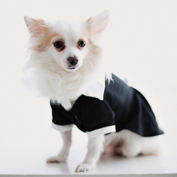 24 історію про справжнє кохання і дружбу людини і тварин