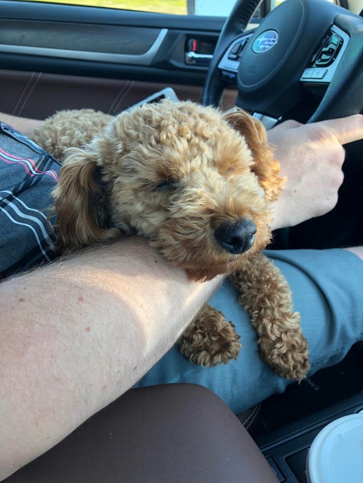 25 брутальних чоловіків, які колись були проти домашніх тварин