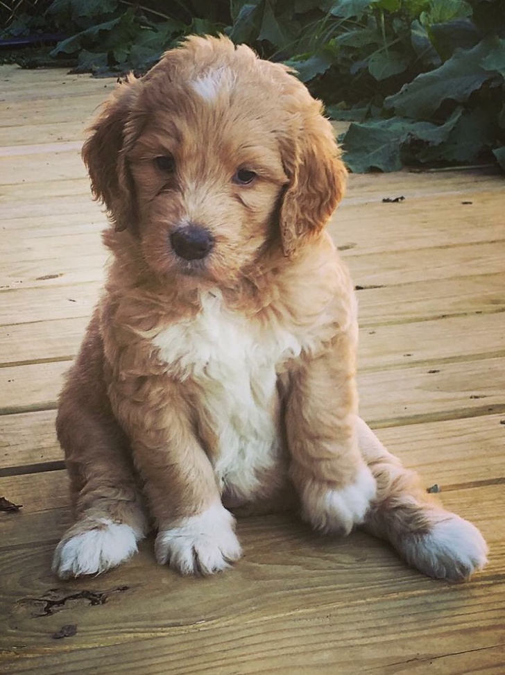 25+ фото голдендудлей, після перегляду яких хочеться завести собі таке диво