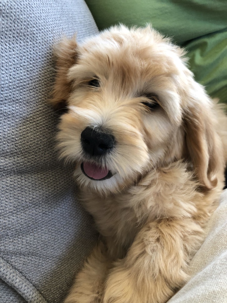 25+ фото голдендудлей, після перегляду яких хочеться завести собі таке диво