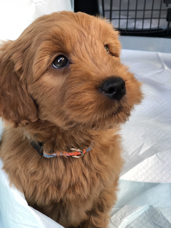 25+ фото голдендудлей, після перегляду яких хочеться завести собі таке диво