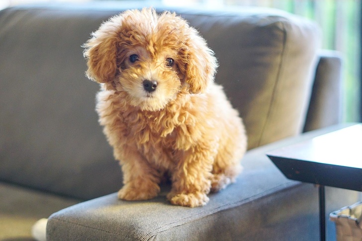 25+ фото голдендудлей, після перегляду яких хочеться завести собі таке диво