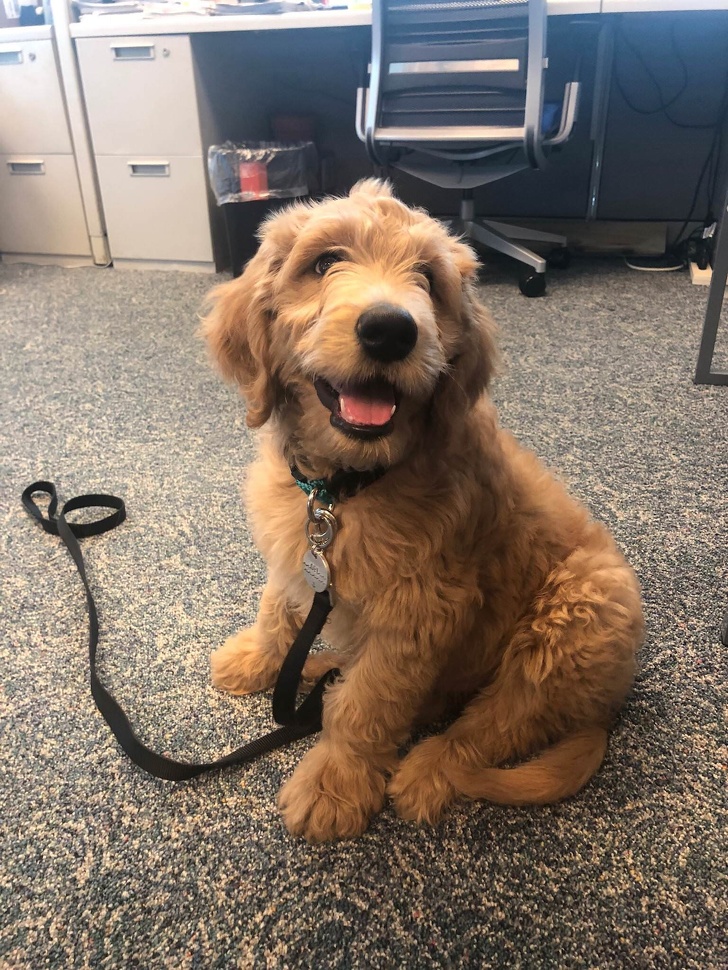 25+ фото голдендудлей, після перегляду яких хочеться завести собі таке диво