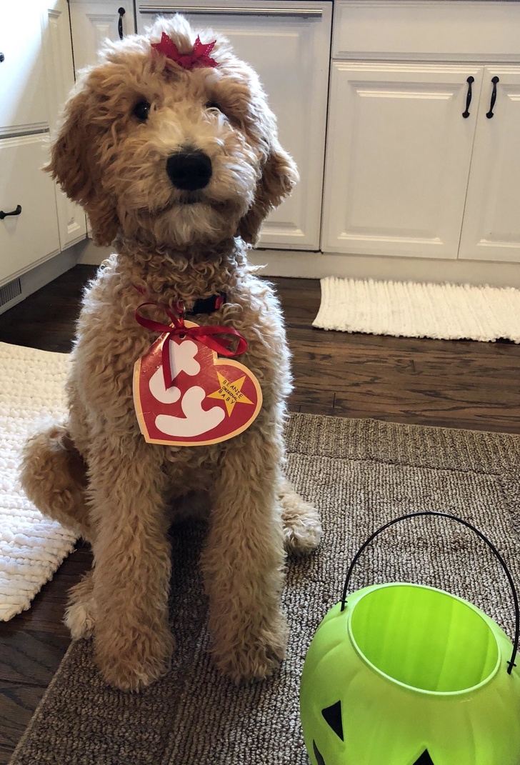 25+ фото голдендудлей, після перегляду яких хочеться завести собі таке диво