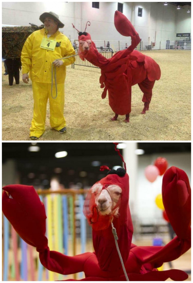 25 фотографій, які переконають вас у тому, що ми живемо в цікавий час