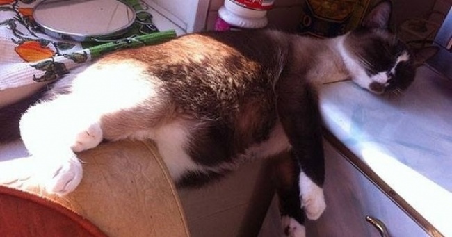 25 котів, які пізнали науку сну