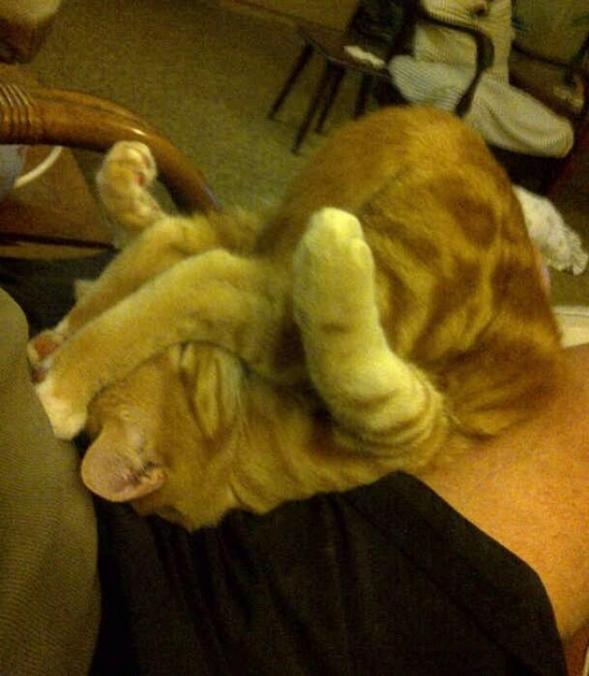 25 котів, які пізнали науку сну