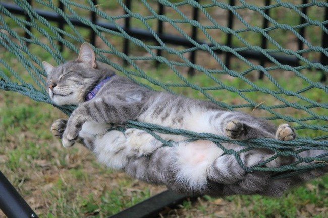 25 котів, які пізнали науку сну