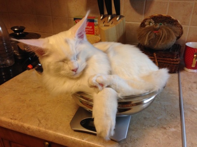 25 котів, які пізнали науку сну