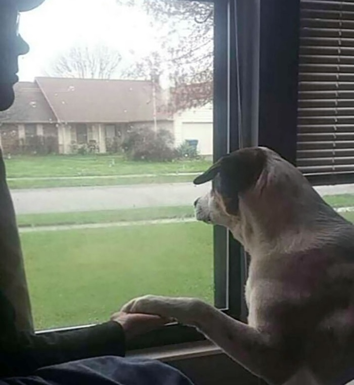 25 собак, які покажуть вам, що таке справжня любов