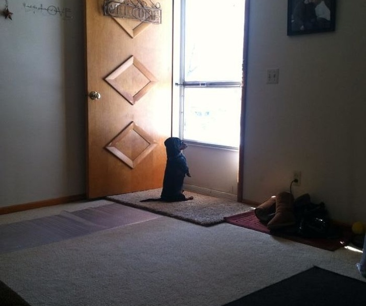 25 собак, які покажуть вам, що таке справжня любов