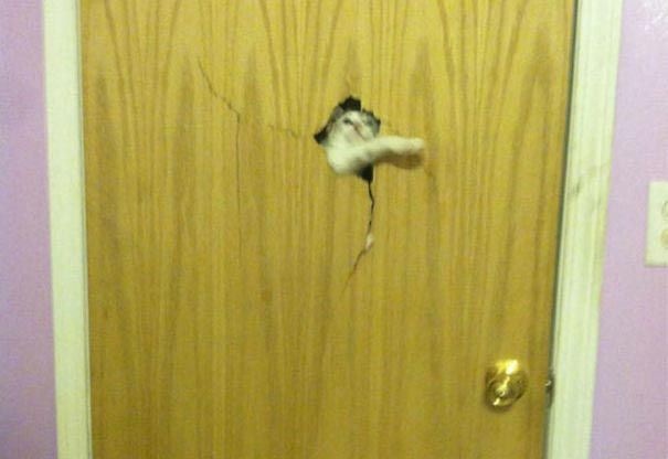 25 тварин, які ну дуже хочуть зайти всередину