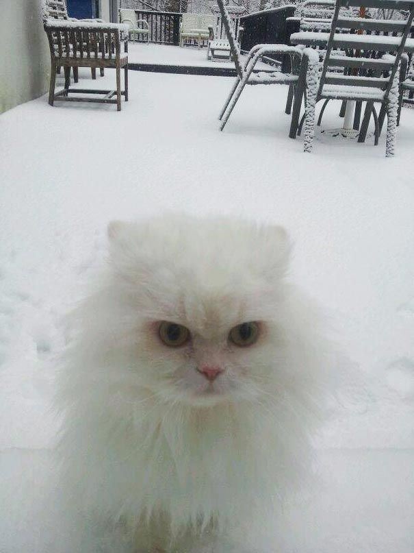 25 тварин, які ну дуже хочуть зайти всередину