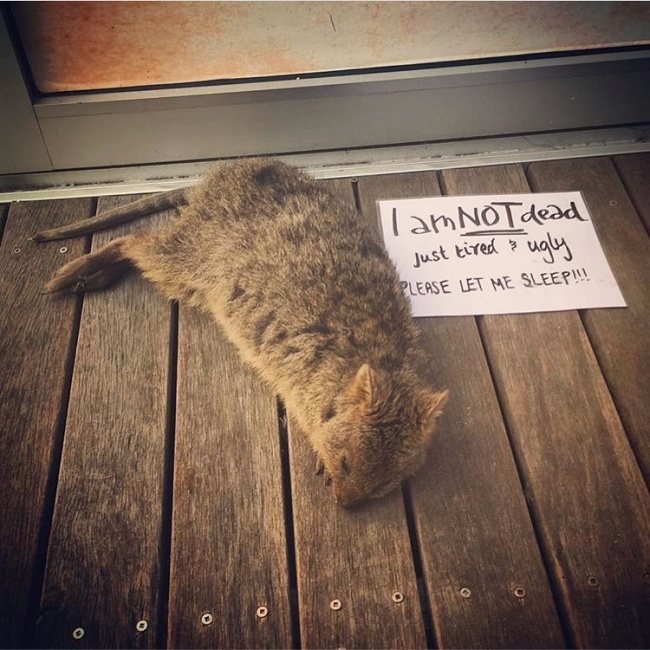 25 відважних тварин, що програли битву зі сном