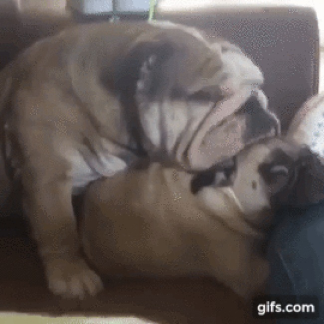 25 відважних тварин, що програли битву зі сном