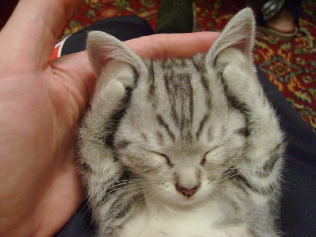 25 відважних тварин, що програли битву зі сном