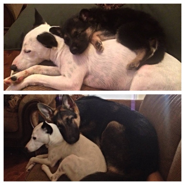 25 відважних тварин, що програли битву зі сном