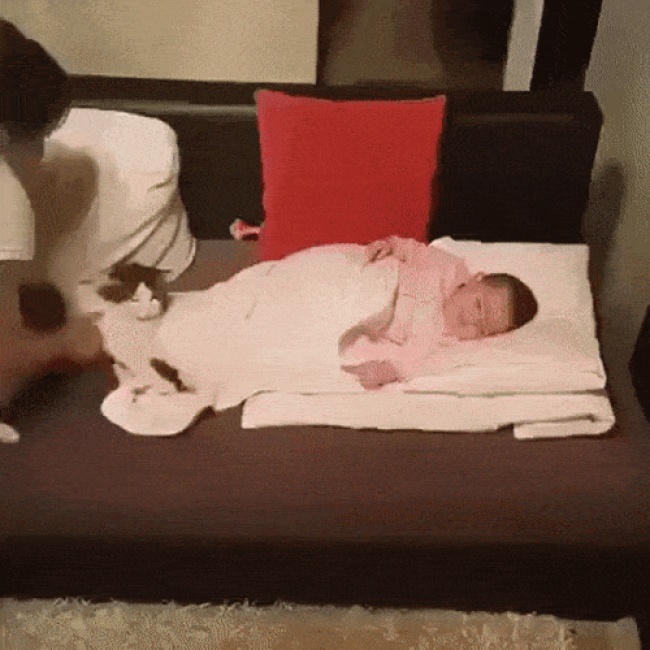 25 відважних тварин, що програли битву зі сном