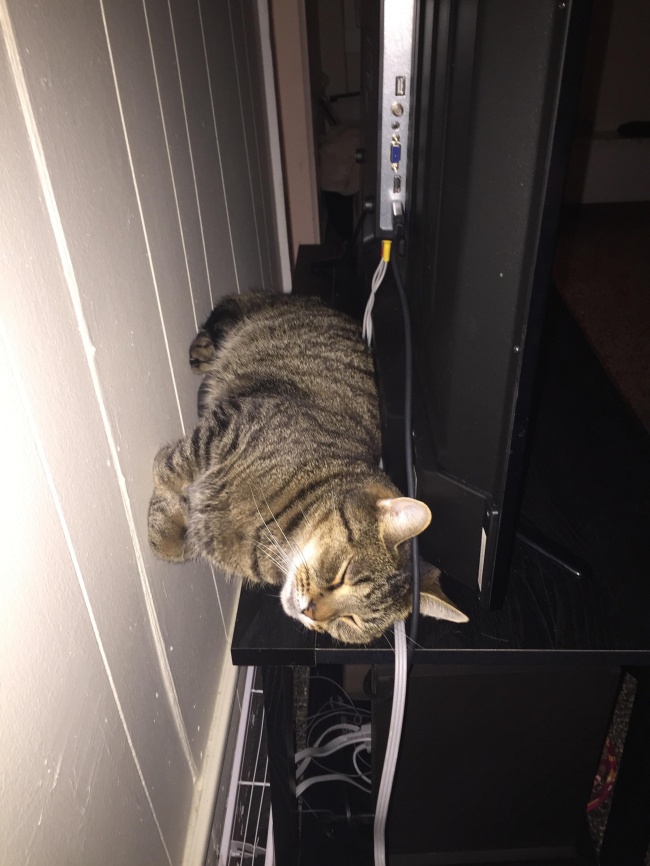 25 відважних тварин, що програли битву зі сном