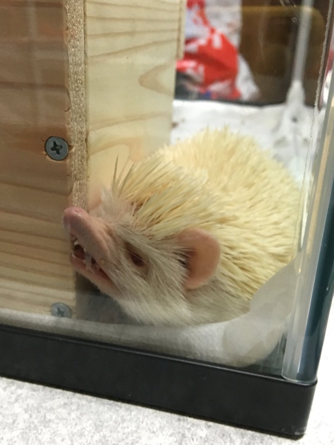 25 відважних тварин, що програли битву зі сном