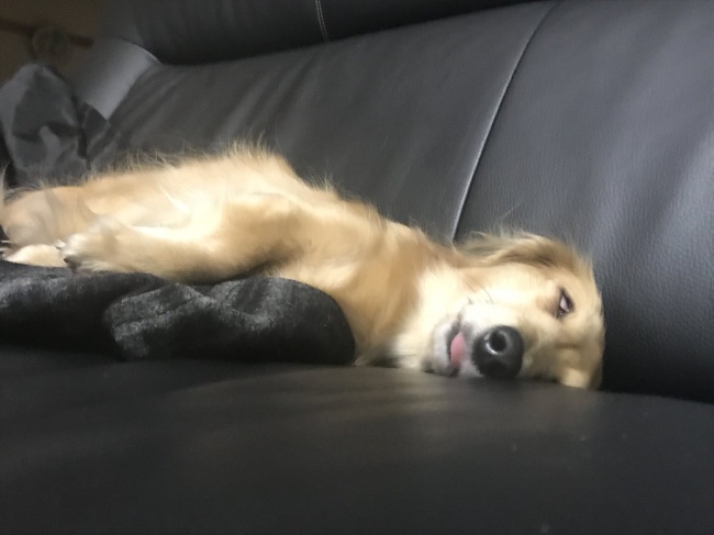 25 відважних тварин, що програли битву зі сном