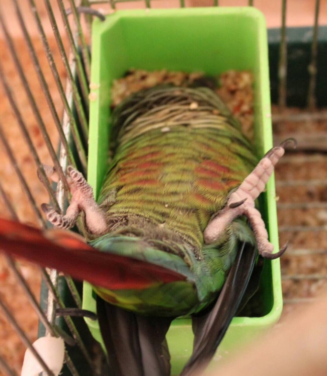 25 відважних тварин, що програли битву зі сном