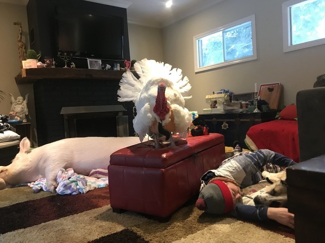 25 відважних тварин, що програли битву зі сном