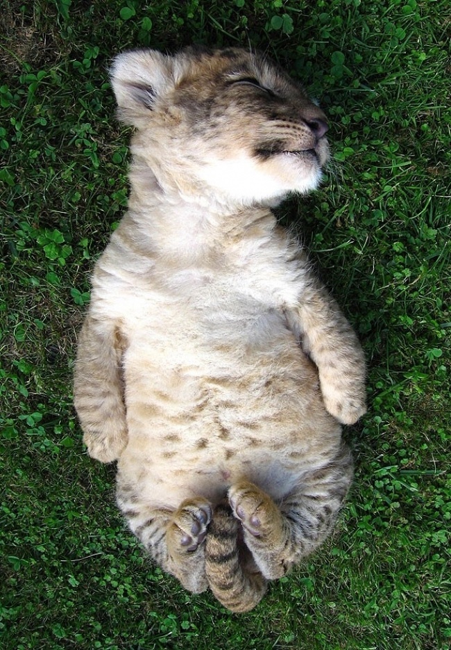 25 відважних тварин, що програли битву зі сном