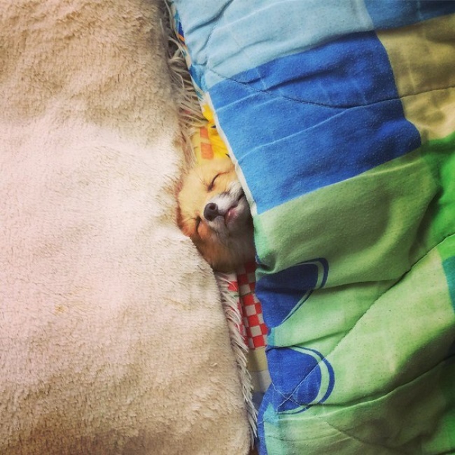 25 відважних тварин, що програли битву зі сном