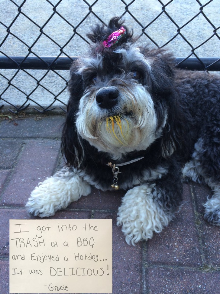 26 домашніх тварин, які перейшли на темну сторону