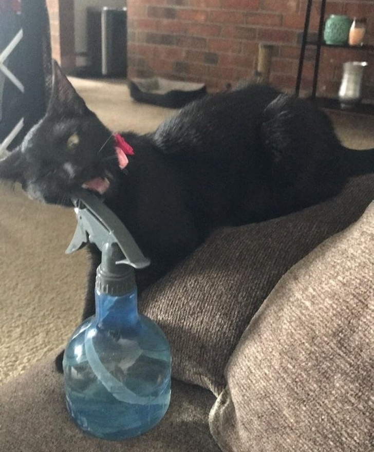 26 домашніх тварин, які перейшли на темну сторону