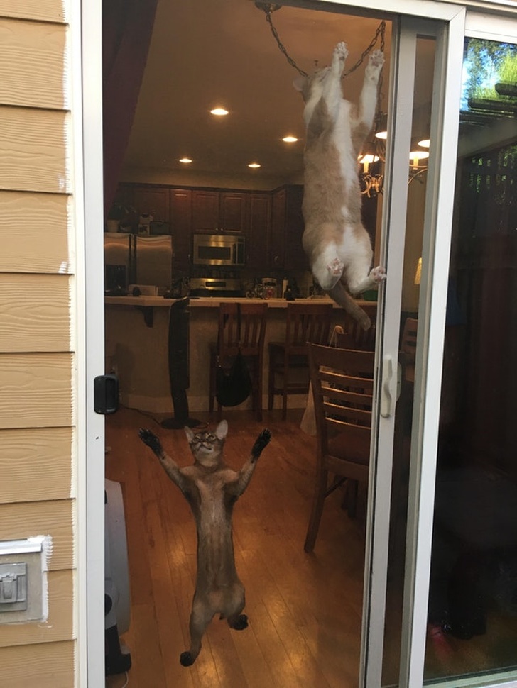 26 домашніх тварин, які перейшли на темну сторону