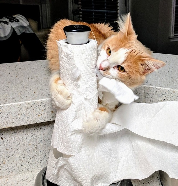 26 домашніх тварин, які перейшли на темну сторону