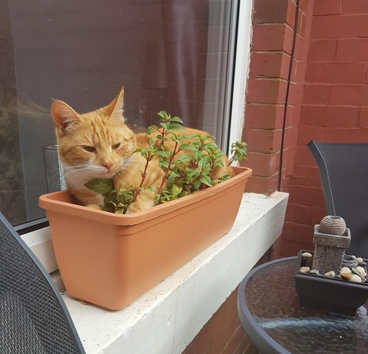 26 домашніх тварин, які перейшли на темну сторону