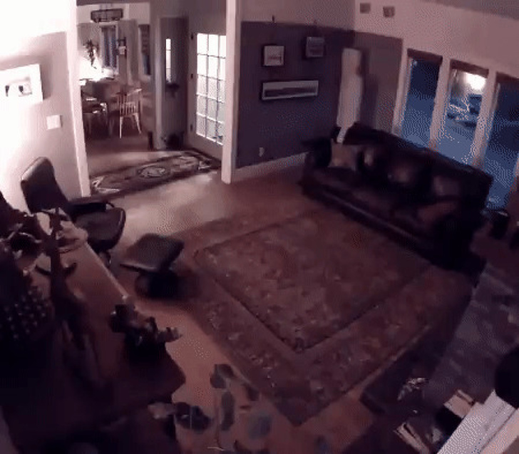 26 домашніх тварин, які перейшли на темну сторону