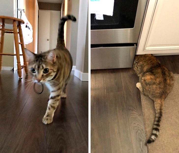 26 домашніх тварин, які перейшли на темну сторону