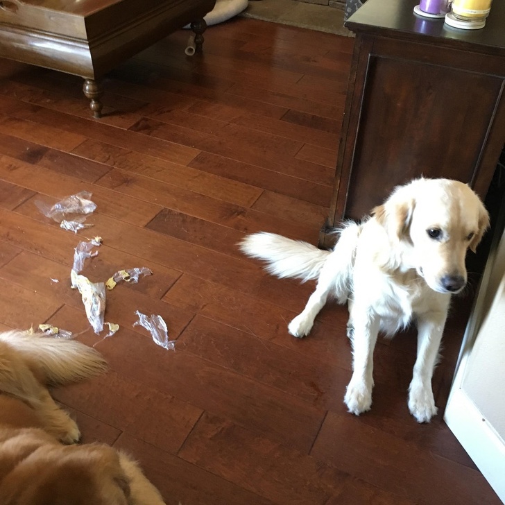 26 домашніх тварин, які перейшли на темну сторону