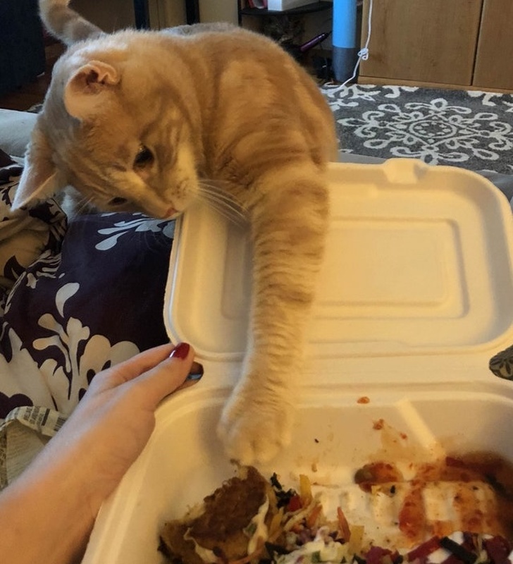 26 домашніх тварин, які перейшли на темну сторону