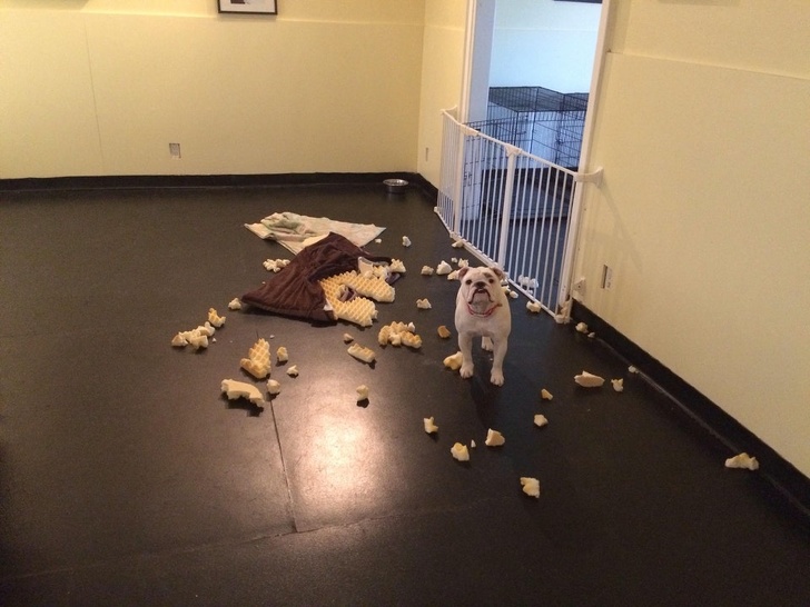 26 домашніх тварин, які перейшли на темну сторону