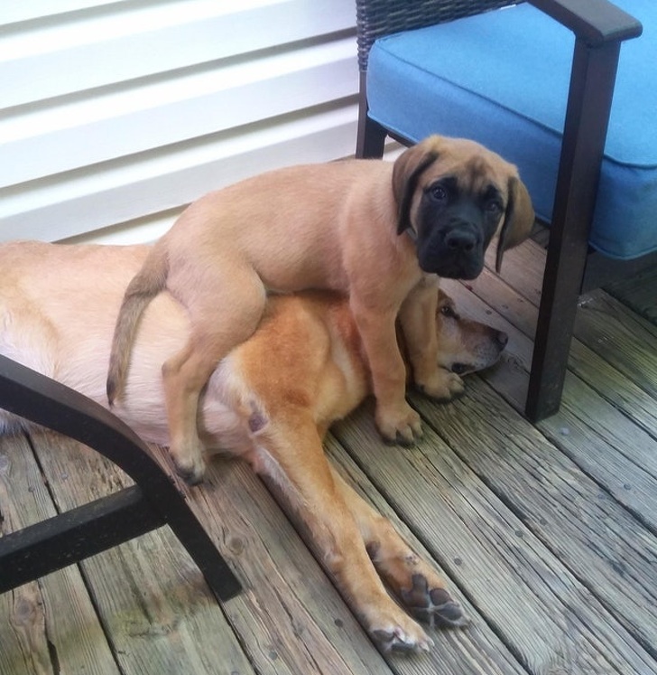 26 домашніх тварин, які перейшли на темну сторону