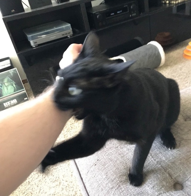 26 домашніх тварин, які перейшли на темну сторону