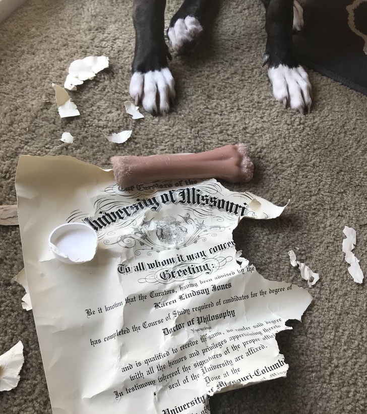 26 домашніх тварин, які перейшли на темну сторону