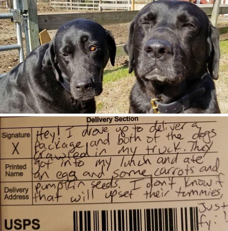 26 домашніх тварин, які перейшли на темну сторону