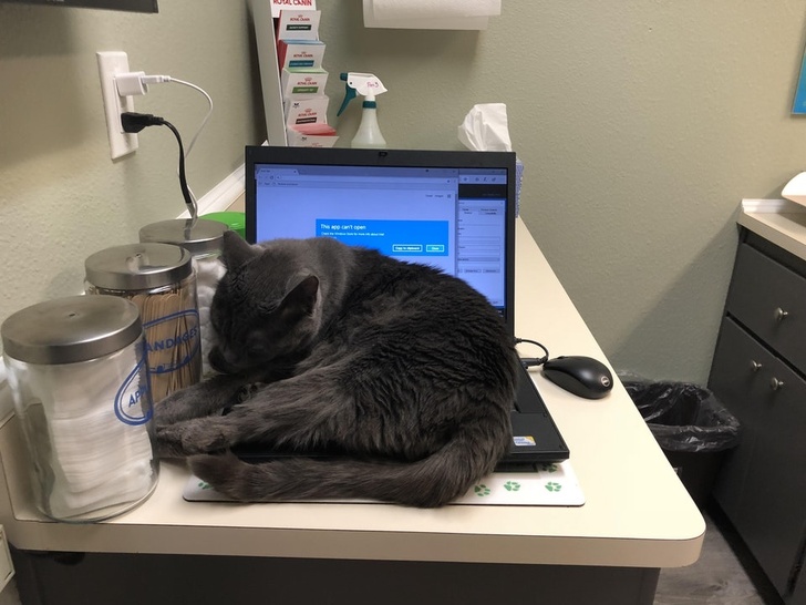 26 домашніх тварин, які перейшли на темну сторону