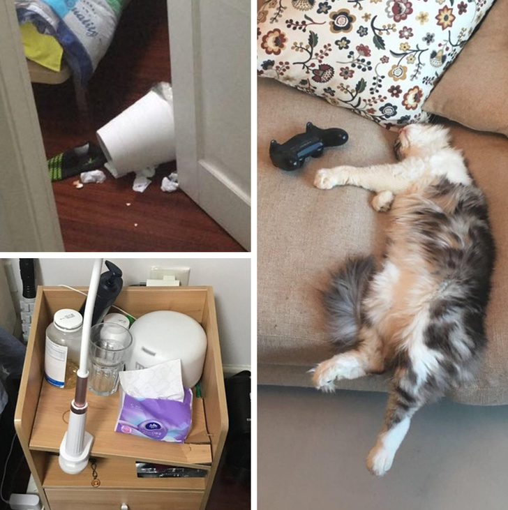 26 домашніх тварин, які перейшли на темну сторону