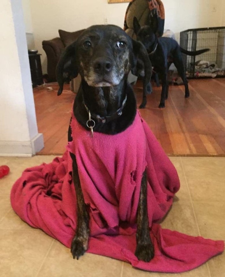 26 домашніх тварин, які перейшли на темну сторону