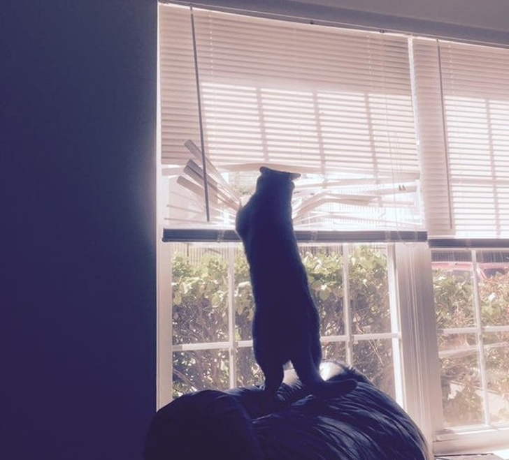 26 домашніх тварин, які перейшли на темну сторону