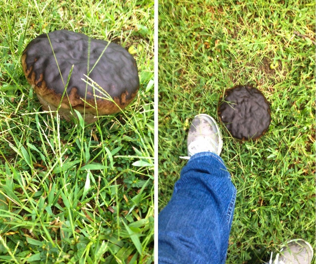 26 фотографій, після перегляду яких спливає питання «Що це було?»